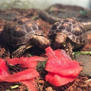 Meet your Posher, Edward